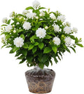 Maid of Orleans Arabian Jasmine Plants Live - Fragrant Indoor/Outdoor
