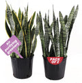 Snake Plant Bundle Large 10-in Pots - Low-Maintenance Floor Plants