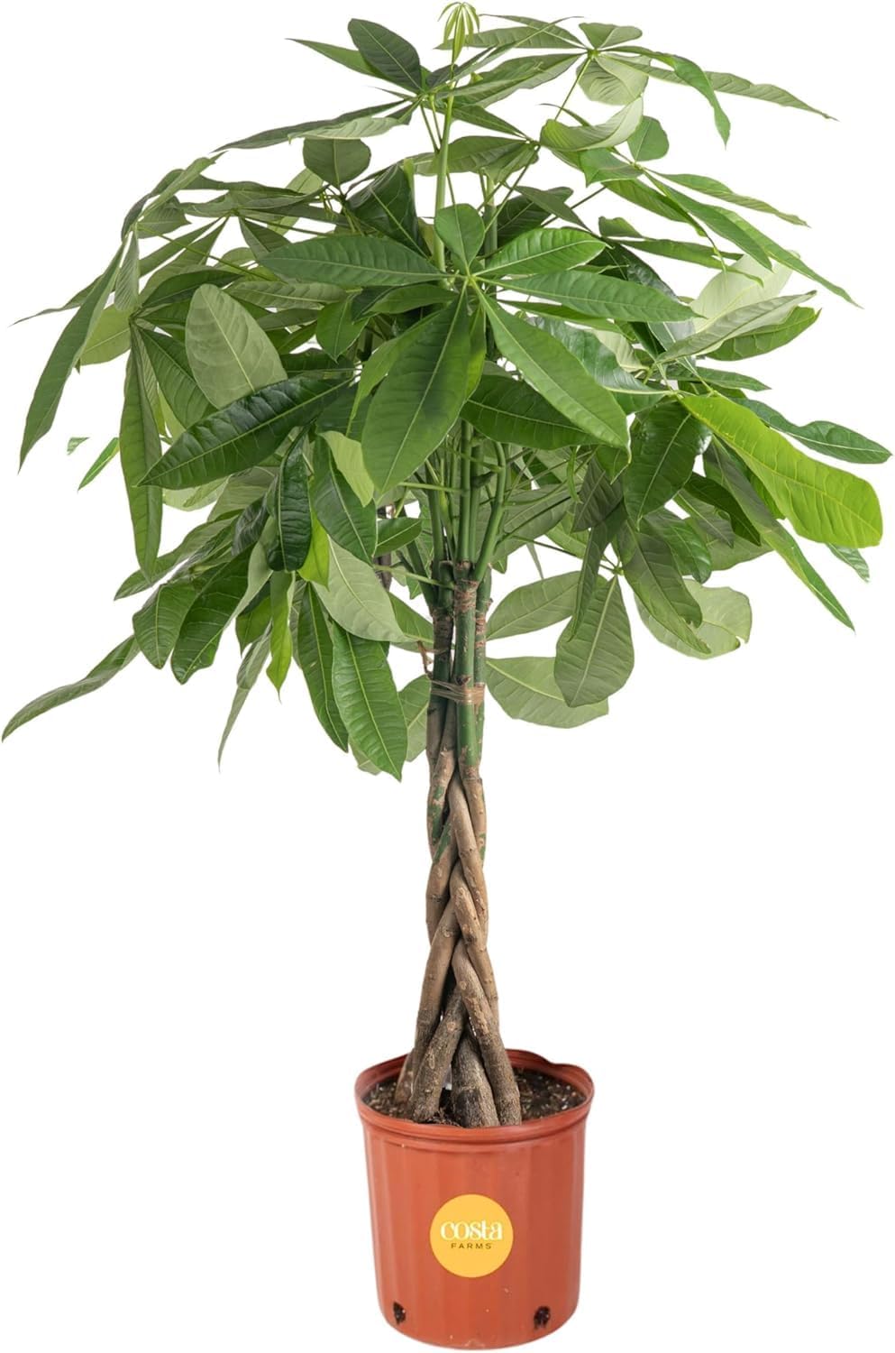 Money Tree Live Plant - Easy to Maintain Indoor Houseplant