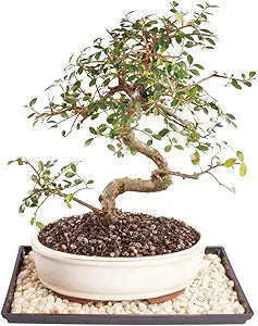 Brussel's Live Chinese Elm Outdoor Bonsai Tree - Perfect Gift