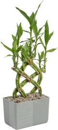 Lucky Bamboo Plant Heart Shape - Easy Indoor Desk Plant