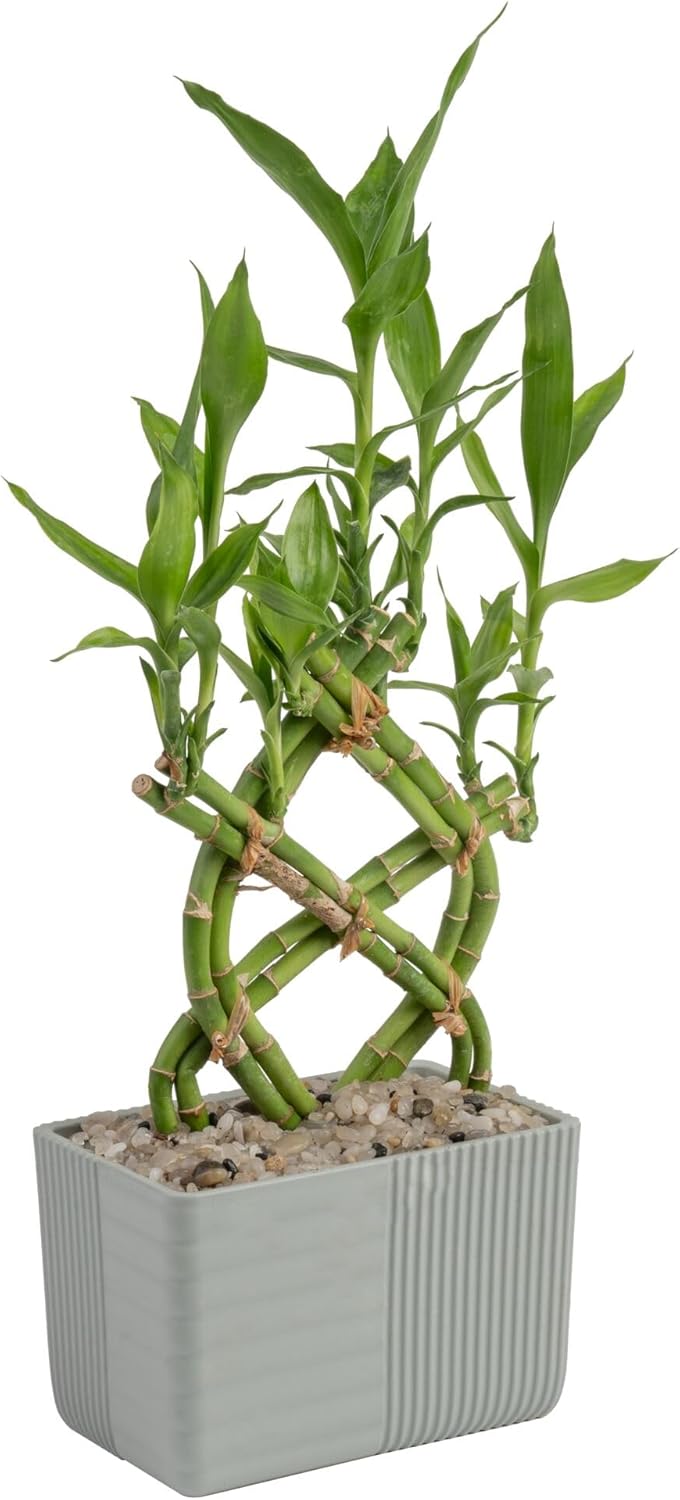 Costa Farms Lucky Bamboo Plant for Home and Office Decor
