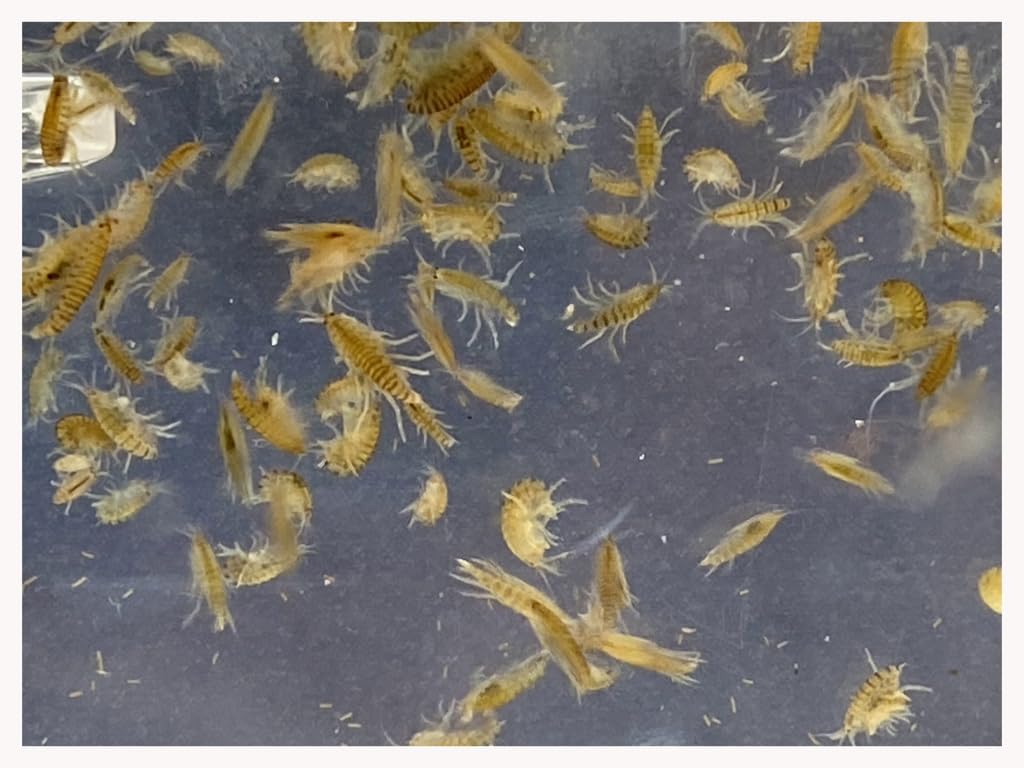 Live Freshwater Scuds for Aquatic Ecosystems - 100 Count