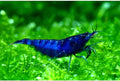 Neocaridina Freshwater Aquarium Shrimps in Blue Dream Colors