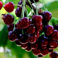 2 Black Cherry Trees Live Plants for Home Gardens and Yards