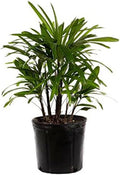 Lady Palm 10-Inch Pot Live Indoor Palm - Low-Light Air-Purifying