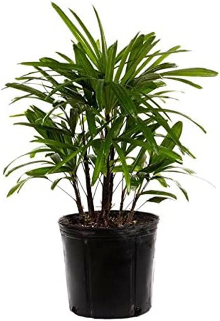 Lady Palm Tree - Elegant Indoor Houseplant for Low-Light Spaces
