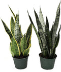Snake Plant Bundle Medium 6-In Pot Sansevieria Laurentii & Zeylanica
