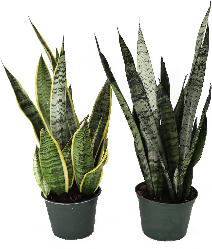 Snake Plant Bundle for Home and Office - Low Maintenance Duo