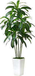 Artificial Dracaena Tree with White Tall Planter - Realistic 5-Trunk 5