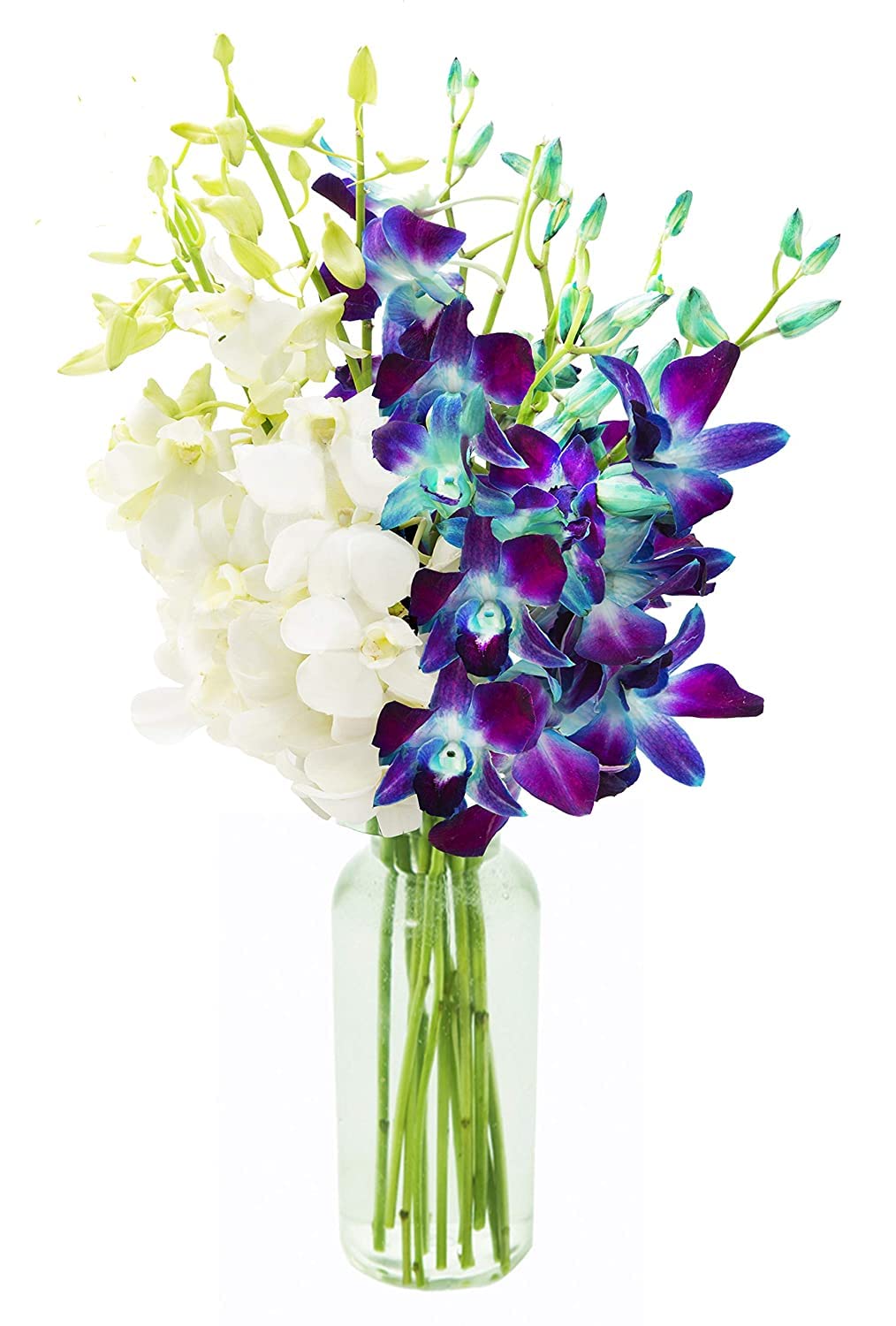 Denali Collection Bouquet of Blue and White Orchids with Vase