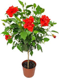 Live Hibiscus Plant Red Double Flower - Tropical Flowering Tree