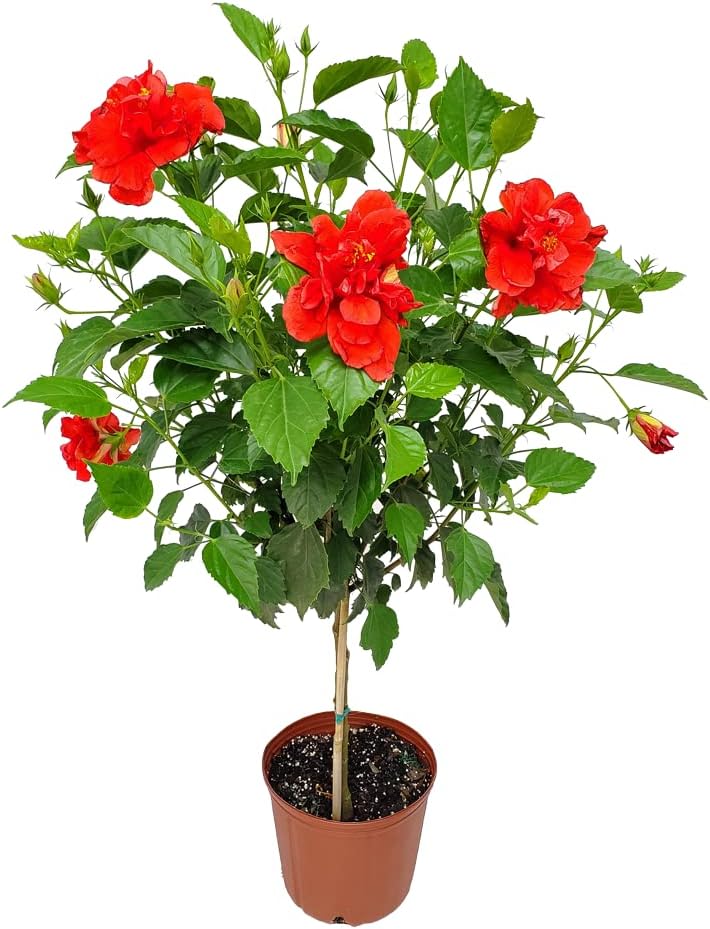 Live Hibiscus Plant - Tropical Flowering Tree with Red Blooms