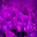 C6 LED Purple Halloween Lights for Indoor and Outdoor Use