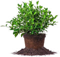 August Beauty Gardenia Live Plant in 3 Gallon Pot for Gardens