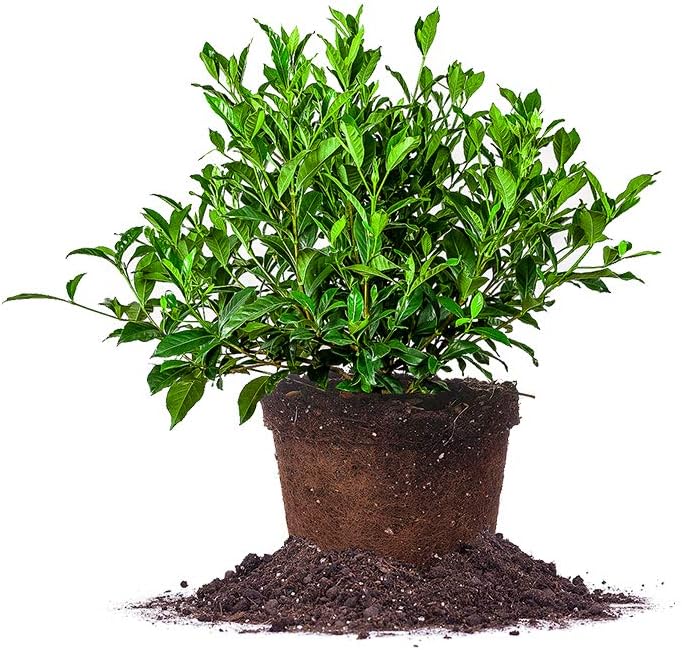 August Beauty Gardenia Live Plant in 3 Gallon Pot for Gardens