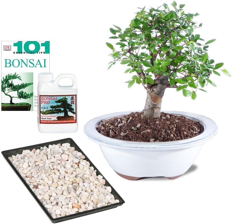 Brussel's Bonsai Live Chinese Elm Bonsai Outdoor Tree Gift Set