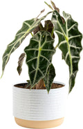 Alocasia Polly Live Plant 6-in Pot - Bold Indoor Foliage