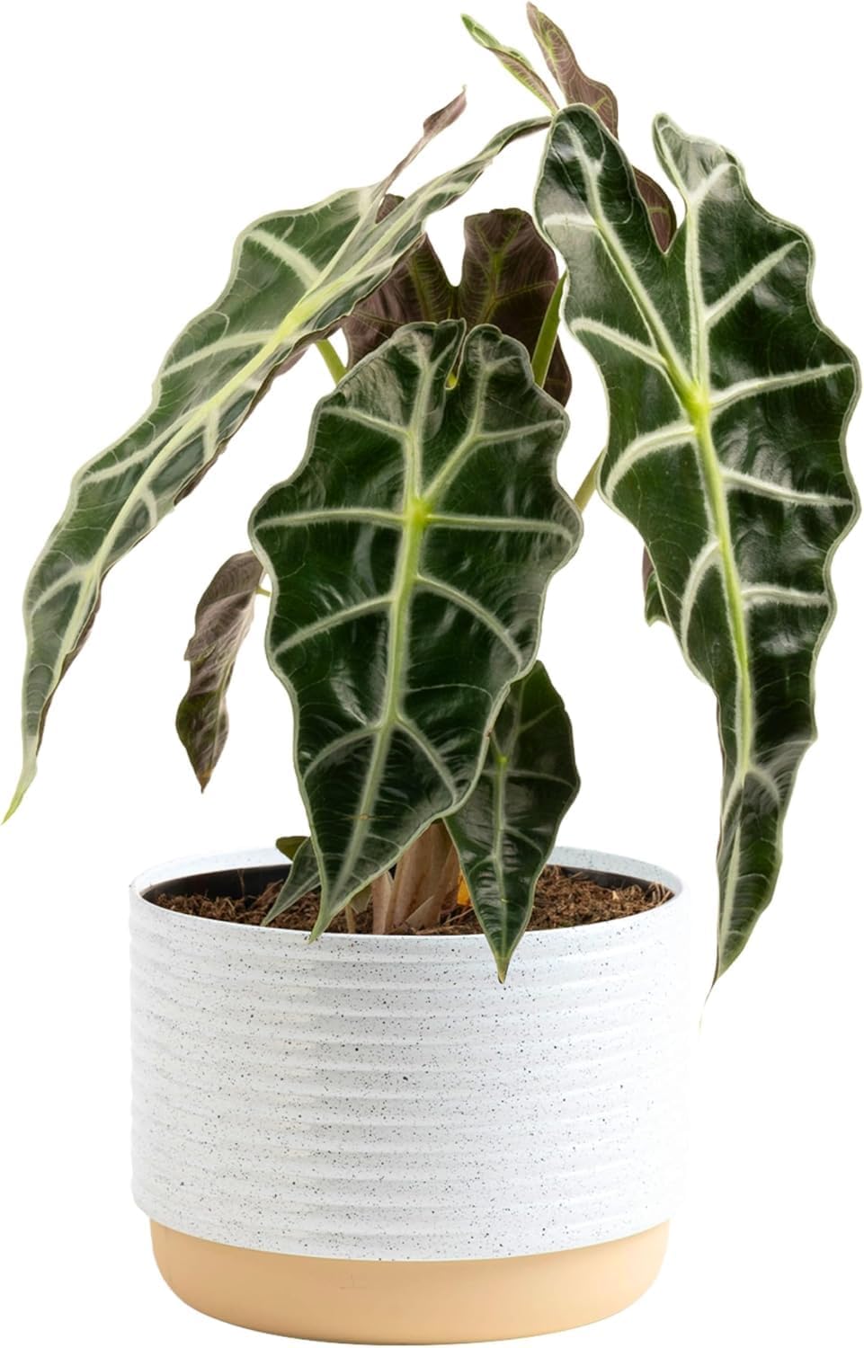 Alocasia Polly Live Plant - Stunning Indoor Houseplant Decor