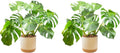 Monstera Plant 2-Pack Live Indoor Set - Bold Tropical Decor