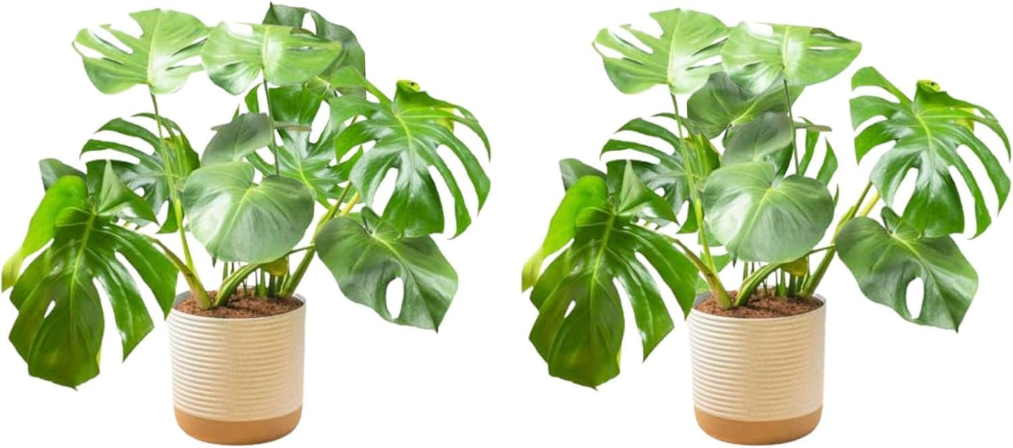 Monstera Plant 2-Pack Set for Stylish Indoor Home Decor
