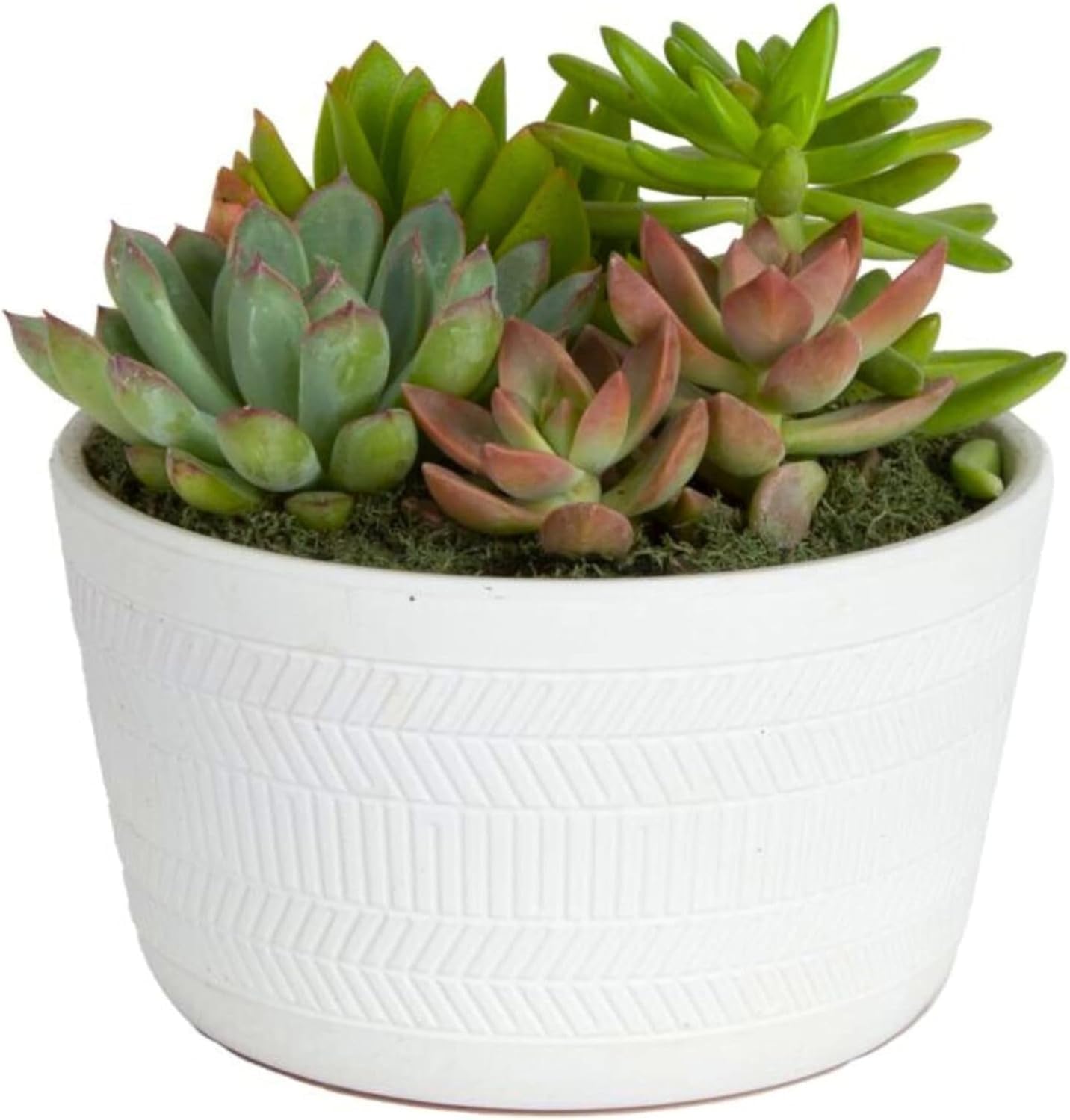 Live Succulent Garden Collection for Home Decor and Gifts
