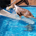 PetStep Dog Ramp for Pools - Small & Large Dogs, Khaki/Beige