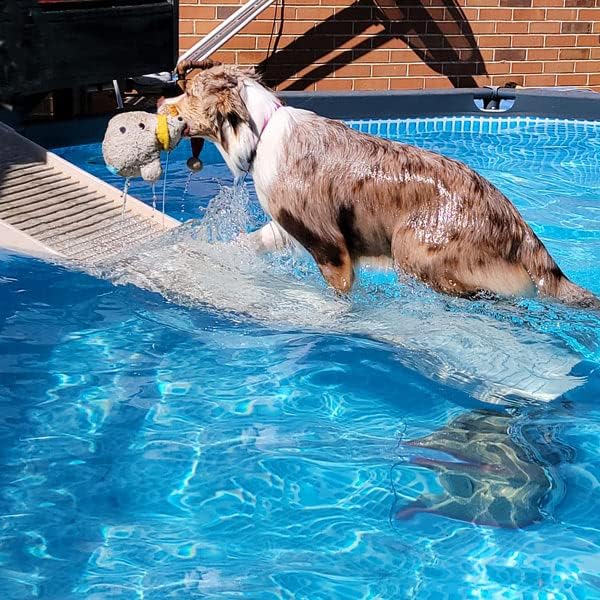 PetStep Dog Ramp for Pools - Ideal for Small and Large Dogs