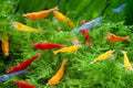 Mixed Color Neocaridina Shrimp Pack 20 - Colorful, Beginner Friendly