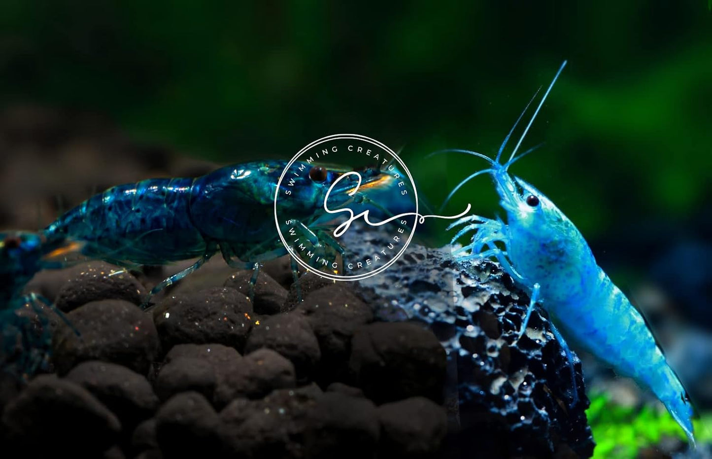 Premium Blue Velvet & Blue Diamond Shrimp for Aquariums