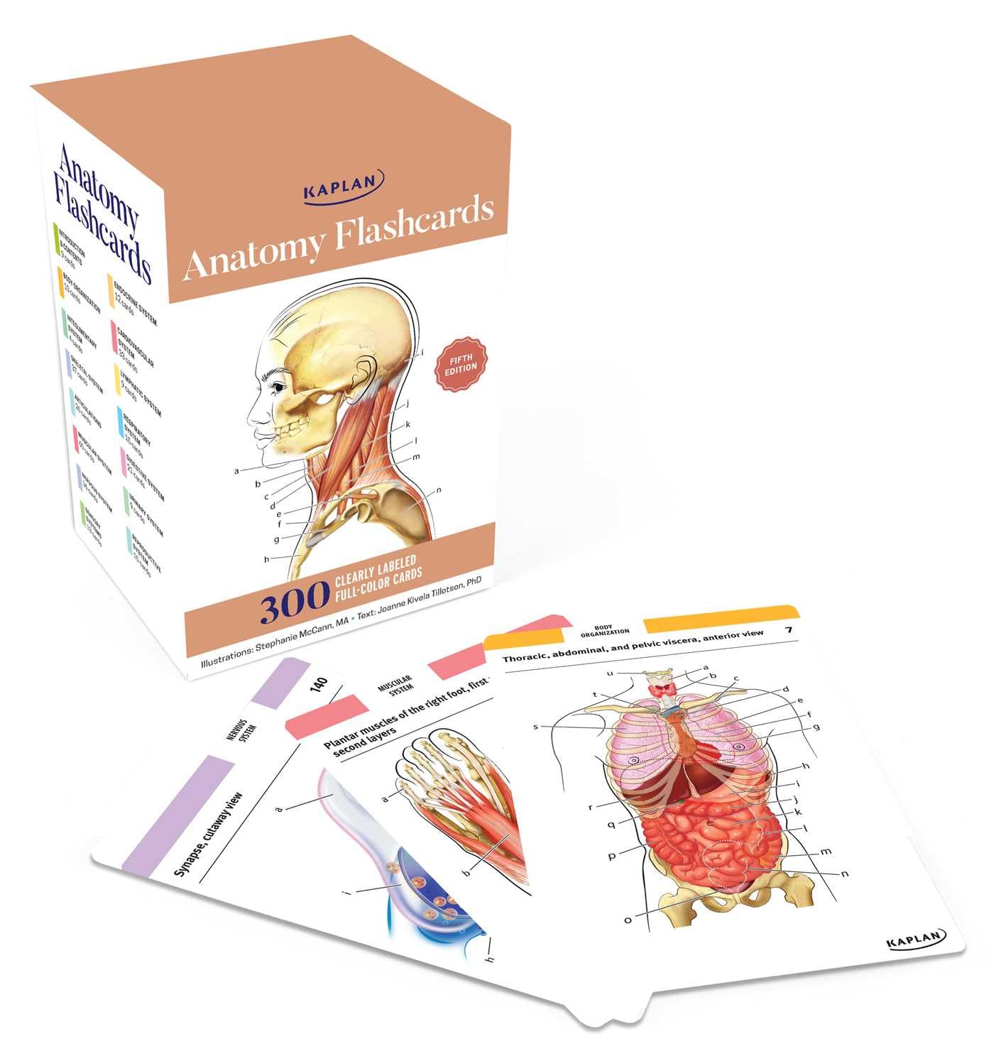 Anatomy Flashcards: 300 Detailed Cards for Learning Anatomy