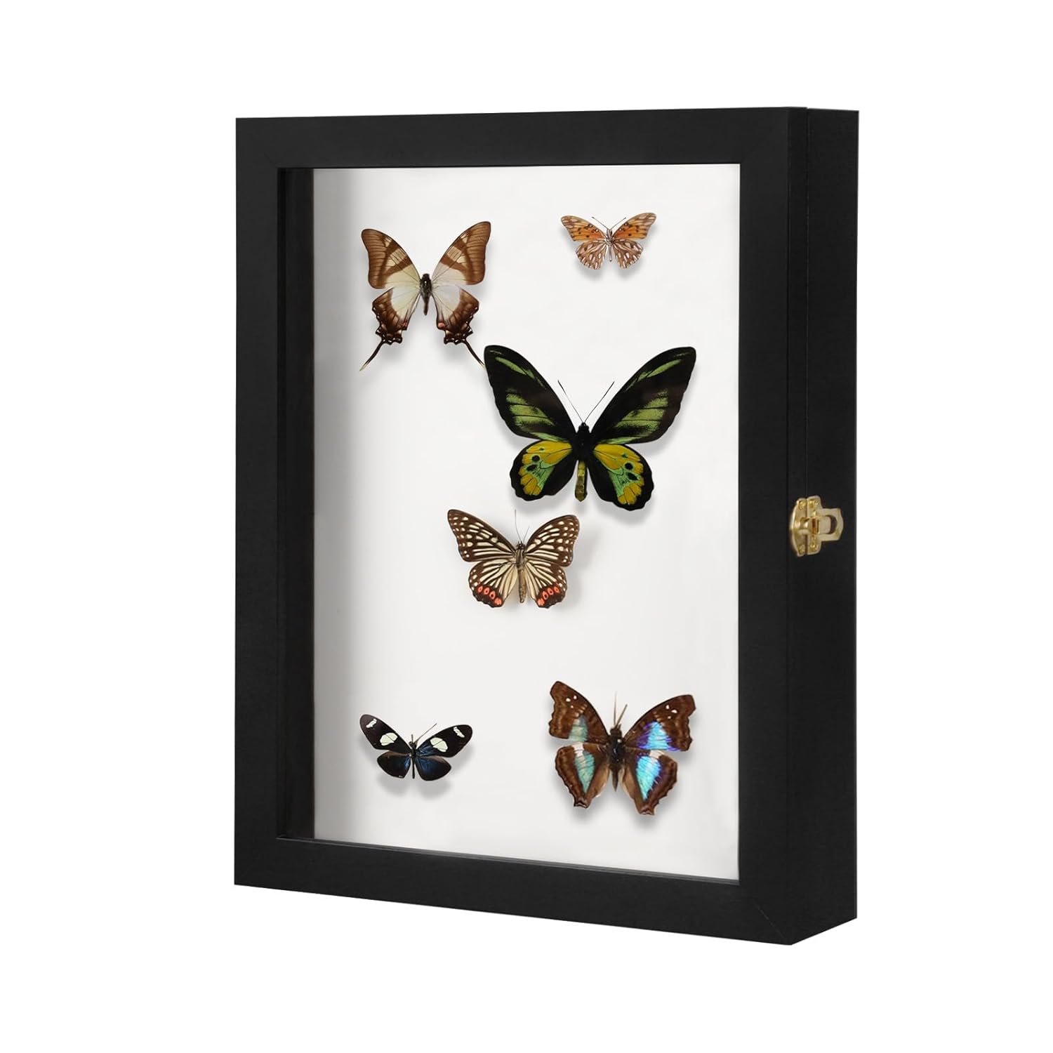 IHEIPYE Insect Display Case for Butterfly Specimen Collection