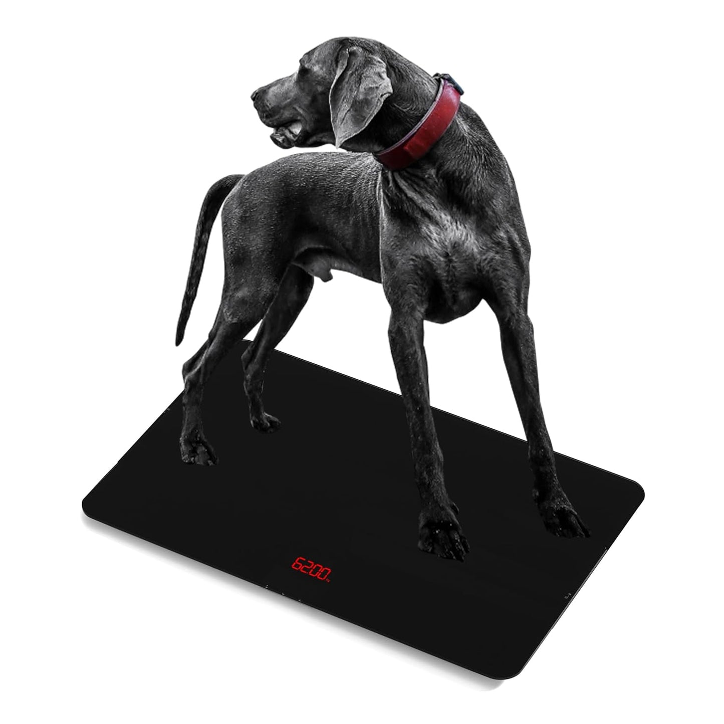 SIKE Medium-Large Breed Veterinary Scale for Accurate Weighing