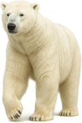 Polar Bear Cutout Life-Size Realistic Arctic Animal Standee