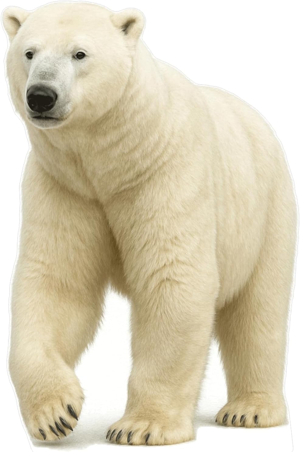 Life-Size Polar Bear Cutout Standee for Winter Decor & Events