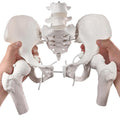 Movable Female Pelvis Model w/ Elastic Joints - Life Size Anatomy