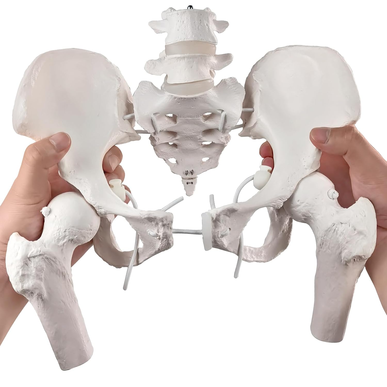 Movable Female Pelvis Model for Anatomy Education and Training
