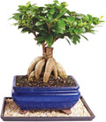 Ginseng Grafted Ficus Indoor Bonsai Tree - Medium 6 Year