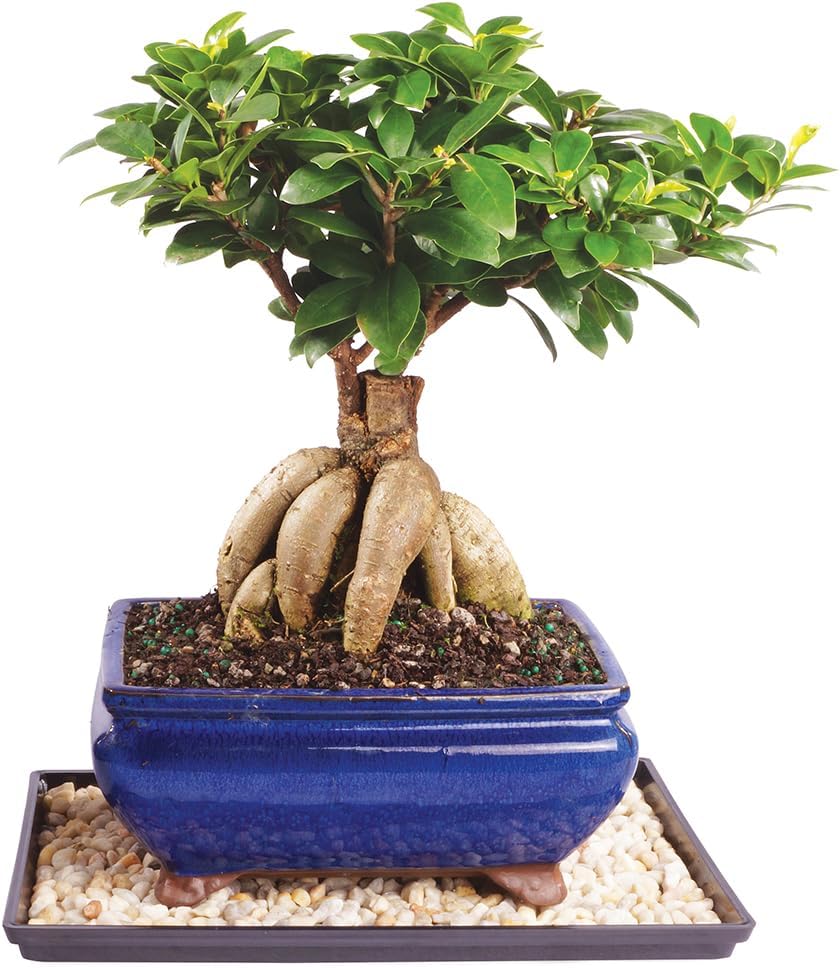 Ginseng Grafted Ficus Indoor Bonsai Tree for Home Decor