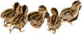 Coturnix Quail Fertile Hatching Eggs 24ct + Extras - Fresh Fertile