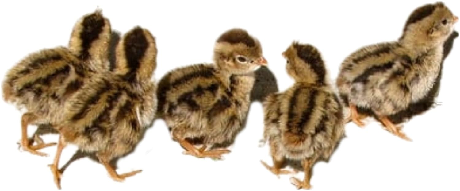 Coturnix Quail Fertile Hatching Eggs - 24ct with Extras