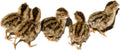 Coturnix Quail Fertile Hatching Eggs 36ct + Extras - Fresh Batch