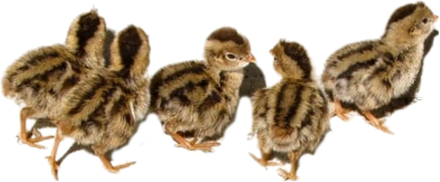 Coturnix Quail Fertile Hatching Eggs - 100ct with Extras