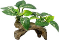Betta Leaf Pad Hammock Aquarium Decor - Realistic 6x4x3in Hideaway