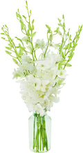 Premium Cut White Orchids Bouquet (10 stems with Vase) - Fresh Gift