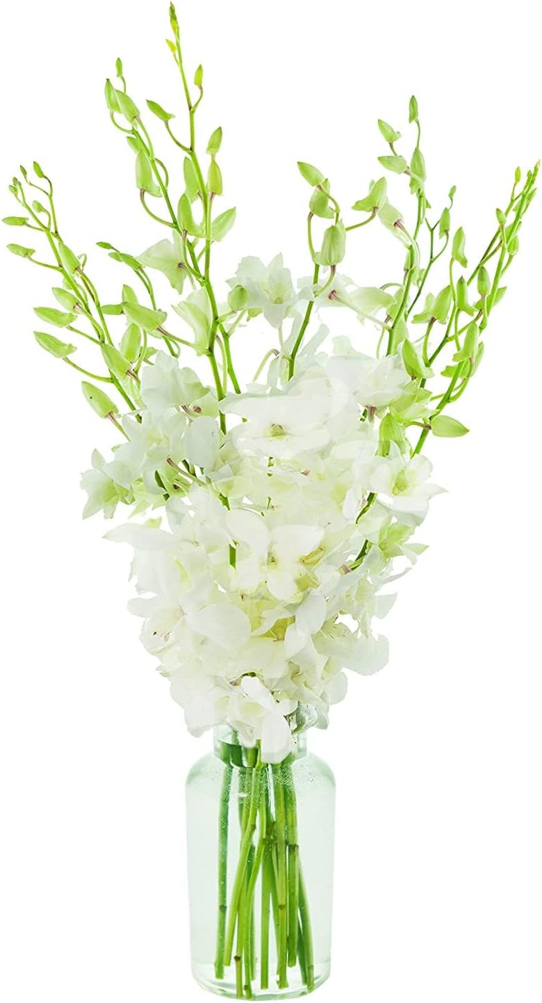 Premium Cut White Orchids for Any Occasion with Vase Included