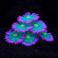 Glowing Effect Soft Anemone Aquarium Decoration - Lifelike Glow
