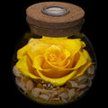 Preserved Real Roses with Colorful Mood Light Wishing Bottle - Eternal