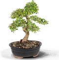 Chinese Elm Bonsai Tree - Large Outdoor Ceramic Pot