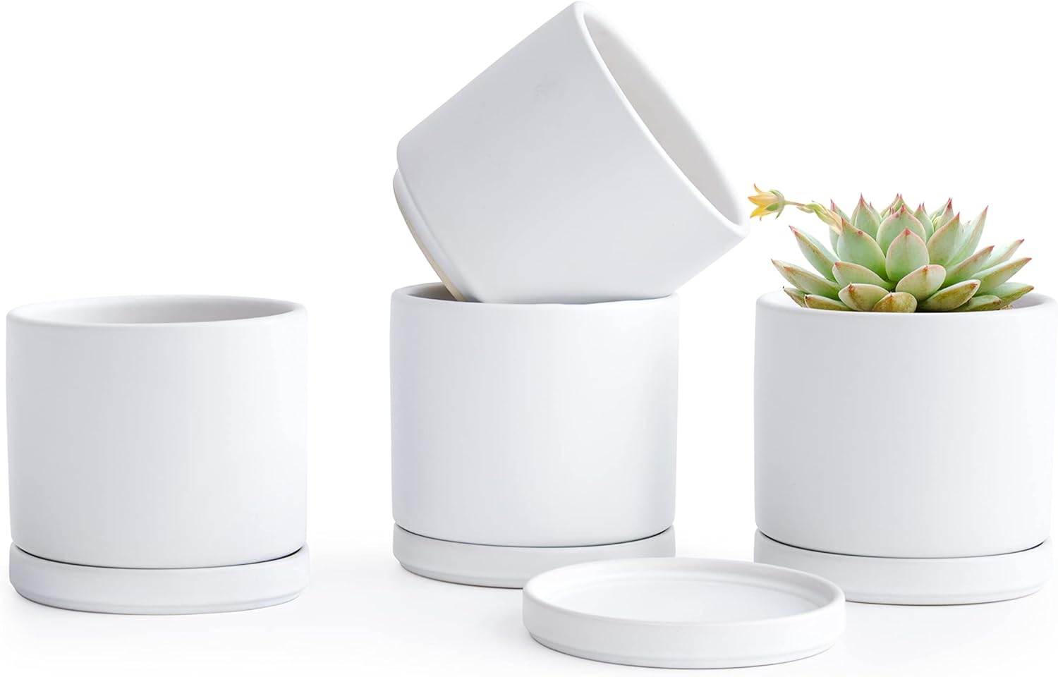 D'vine Dev Set of 4 Small Ceramic Plant Pots for Succulents